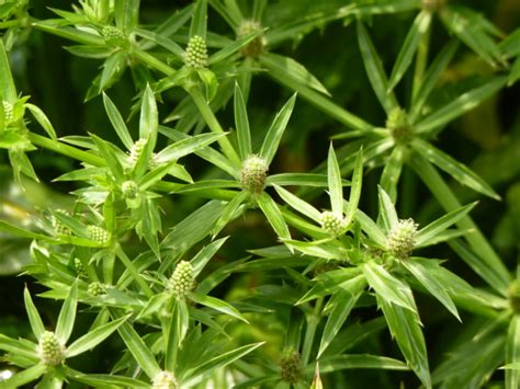 刺芫荽繁殖|刺芫荽栽培紀要